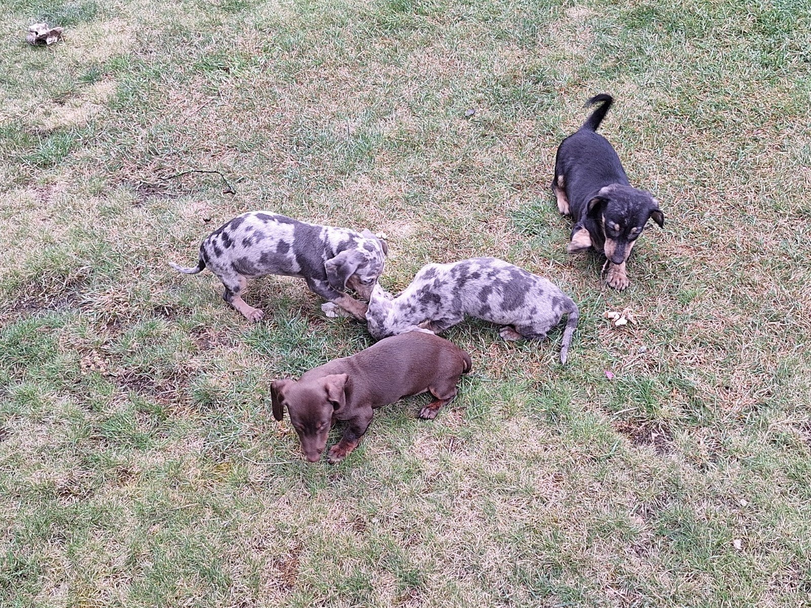 Dwergteckel puppy's, Dieren en Toebehoren, België, 8 tot 15 weken, Korthaar, Dwerg