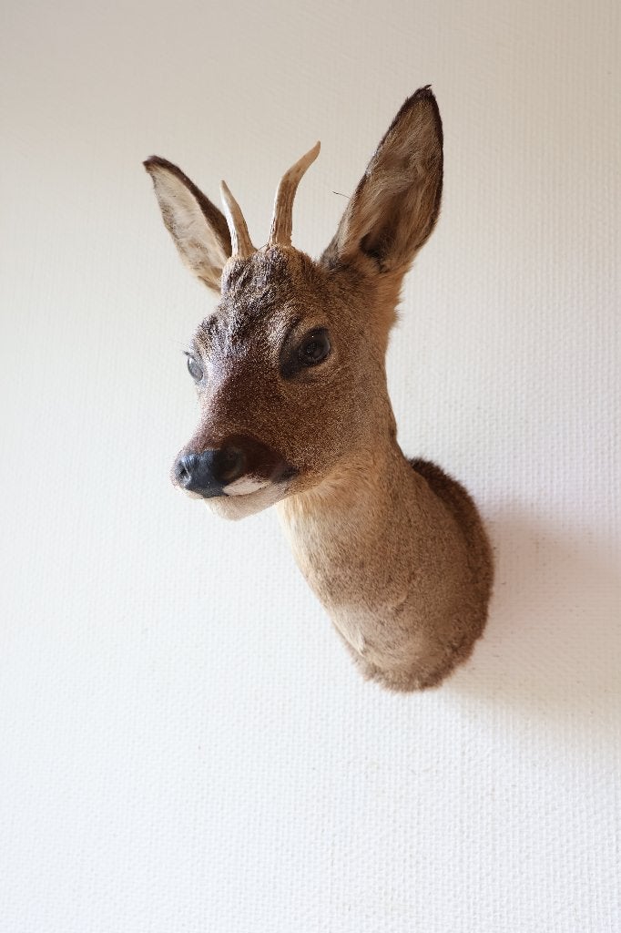 Taxidermie Opgezette Reeënkop met gewei, Verzamelen, Dierenverzamelingen, Ophalen of Verzenden, Gebruikt, Hert, Gewei of Kop