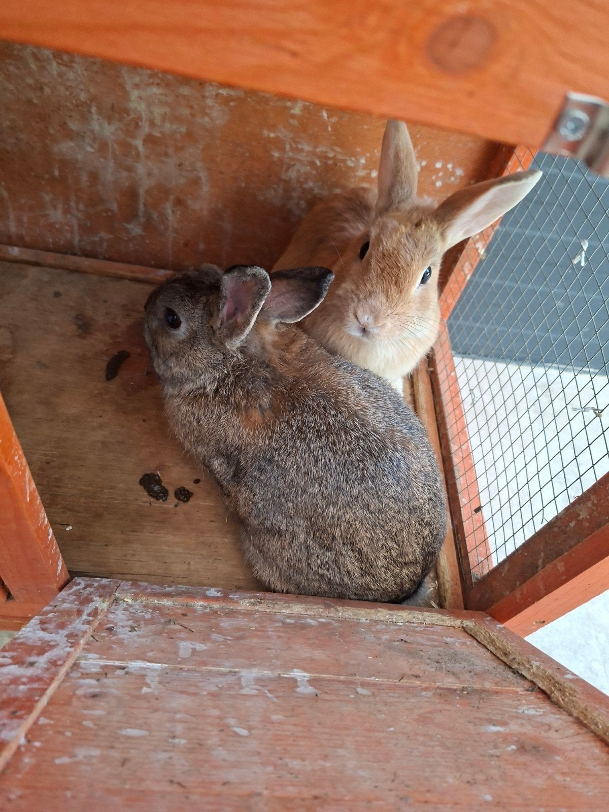 Dwergkonijn te koop, Dieren en Toebehoren, Meerdere dieren, Dwerg, 0 tot 2 jaar