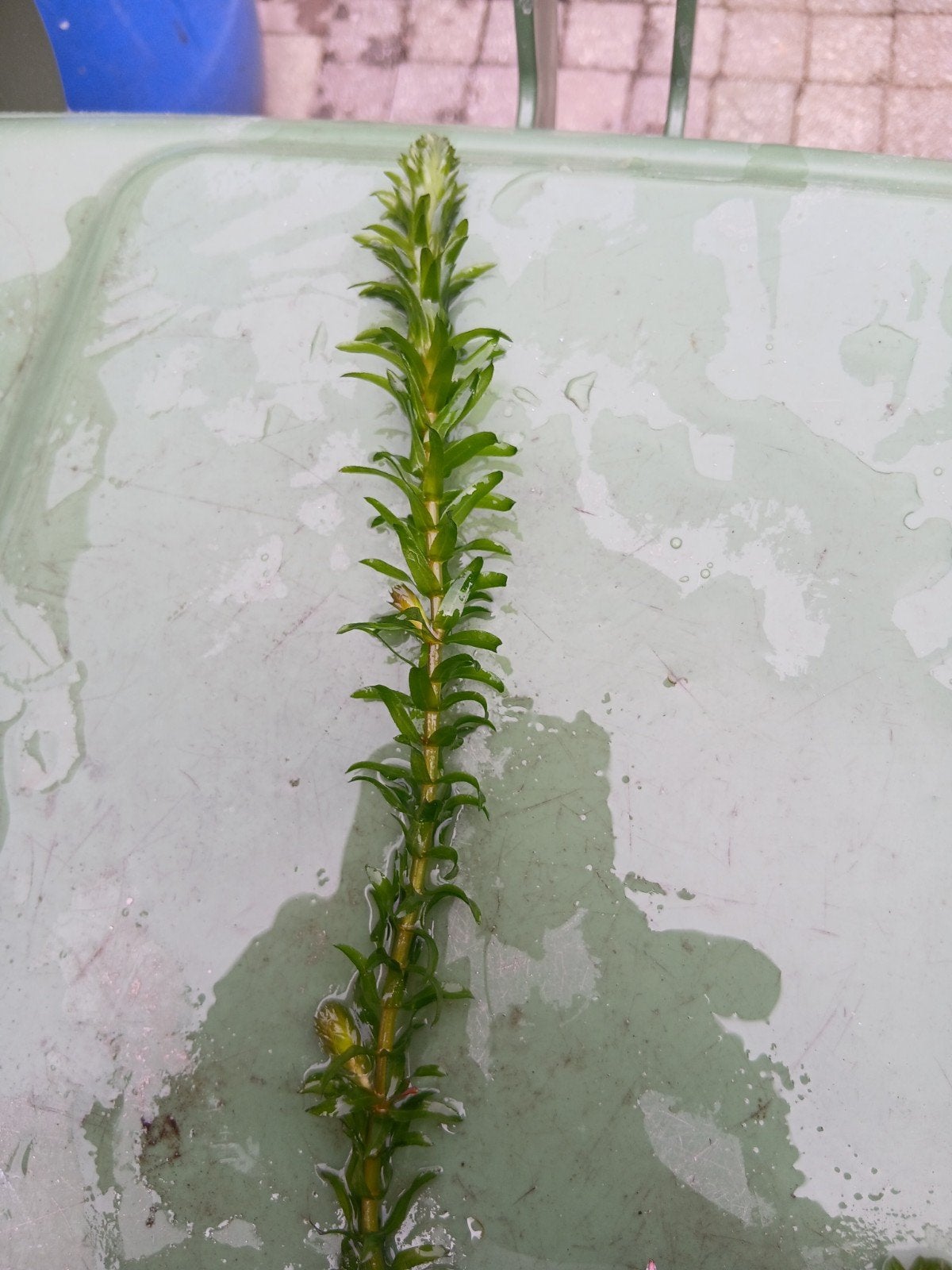 Breede waterpest en hoornblad, Tuin en Terras, Ophalen
