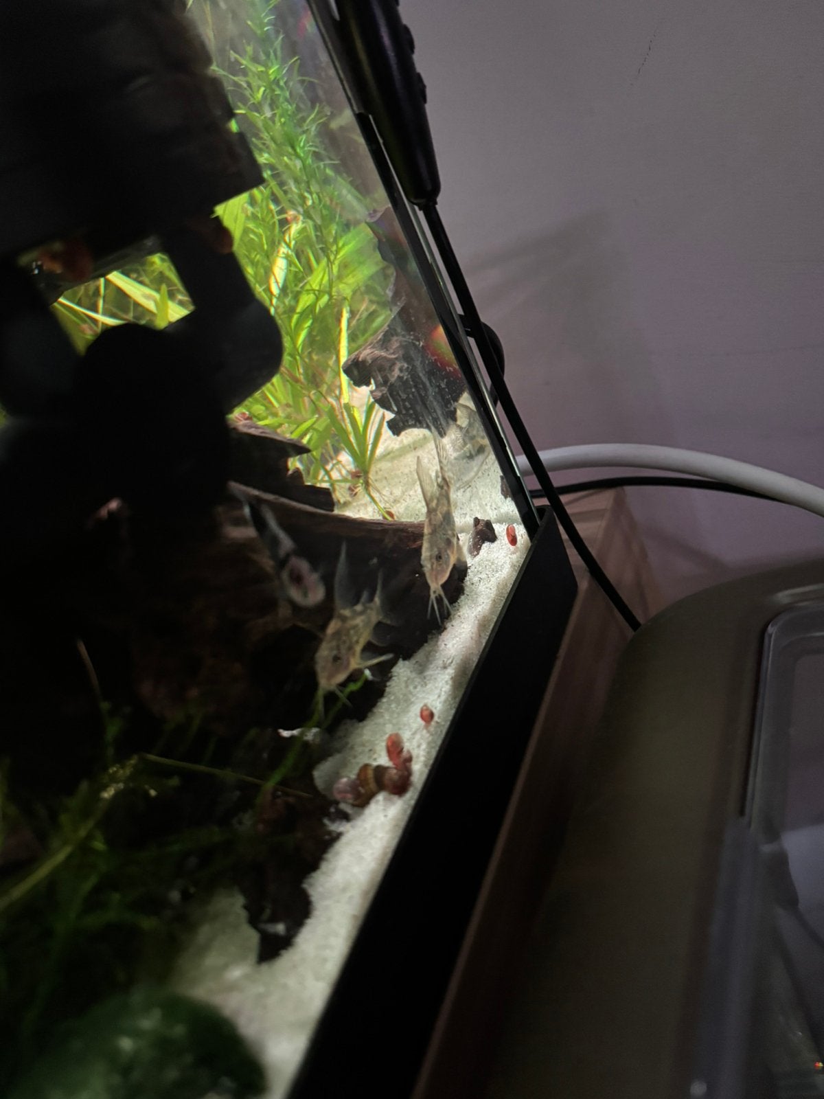1 corydoras paleatus longfin, Enlèvement, Comme neuf