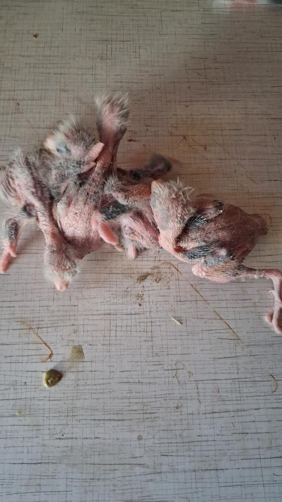 14 kakariki   3 weken, Dieren en Toebehoren, Meerdere dieren, Parkiet, Geringd