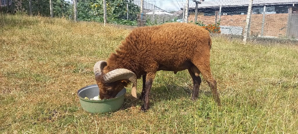 Quessant ram - ouessant ram - dwergschaap, Animaux & Accessoires, Moutons, Chèvres & Cochons, Femelle