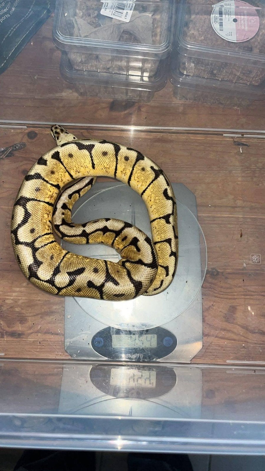 python regius mâle, Serpent, Domestique