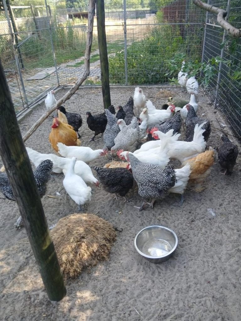 pluimvee, Poule ou poulet