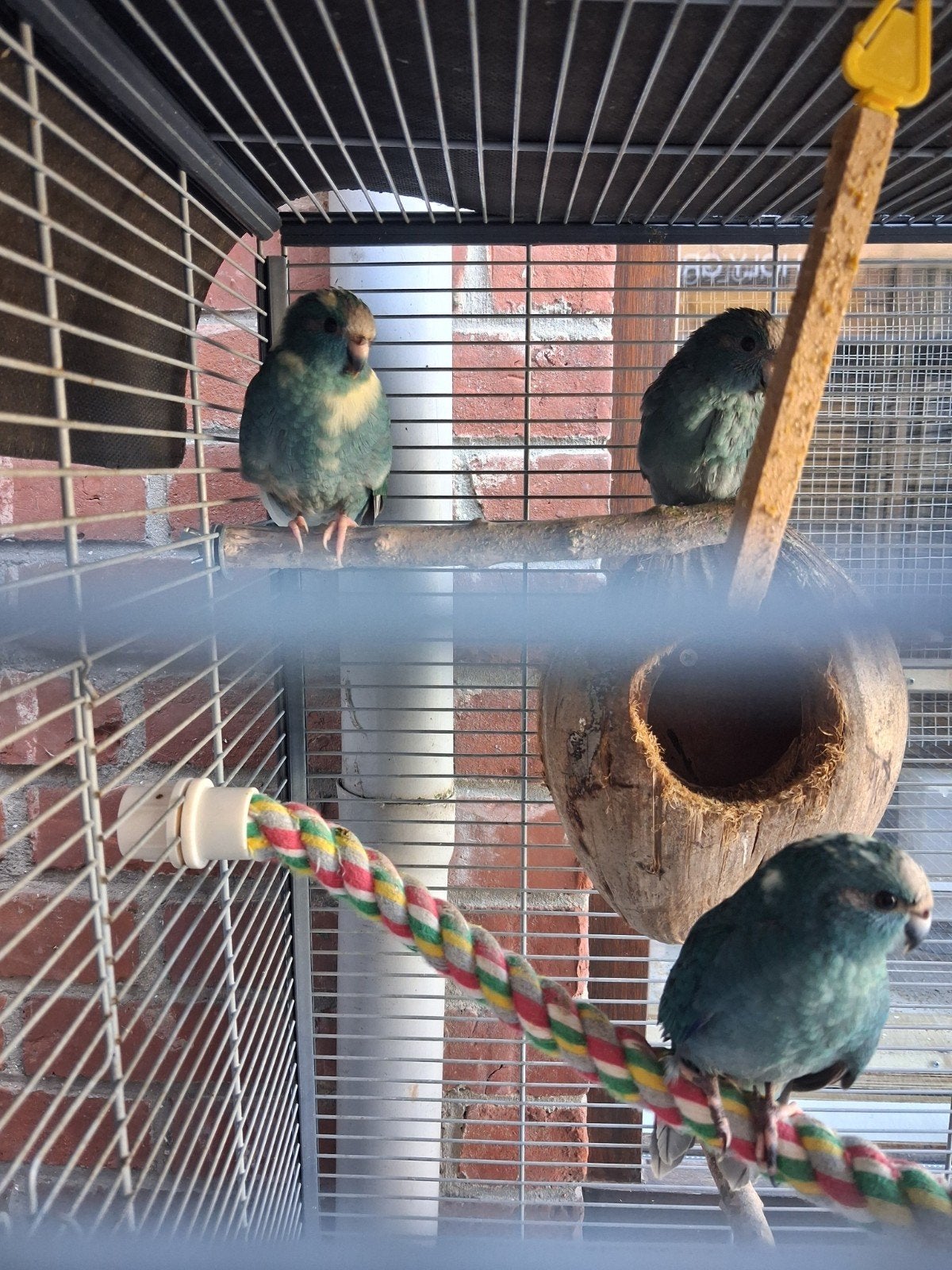 blauwe en bonte blauwe kakariki jongen, Dieren en Toebehoren