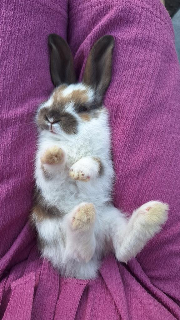 Baby konijntjes te koop €15,00, Dieren en Toebehoren, Konijnen, Geslacht onbekend, Klein, Hangoor, 0 tot 2 jaar