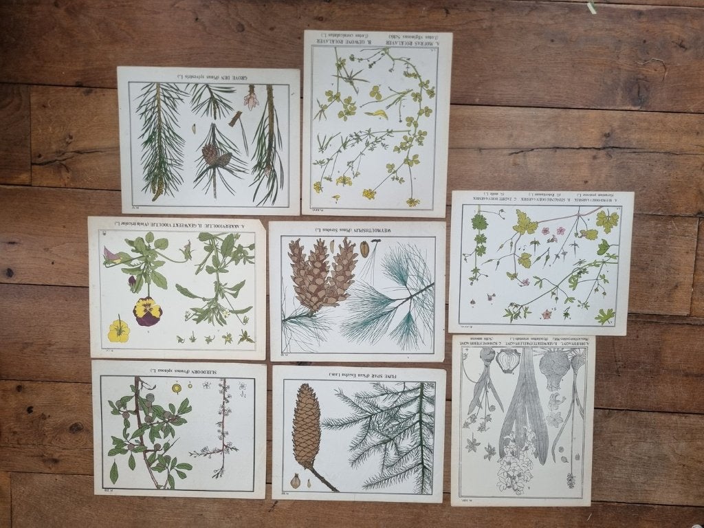 Set van 9 botanische platen - L. Klaver, ca. 1905, Origineel, Ophalen, Dieren en Natuur, Lithografie