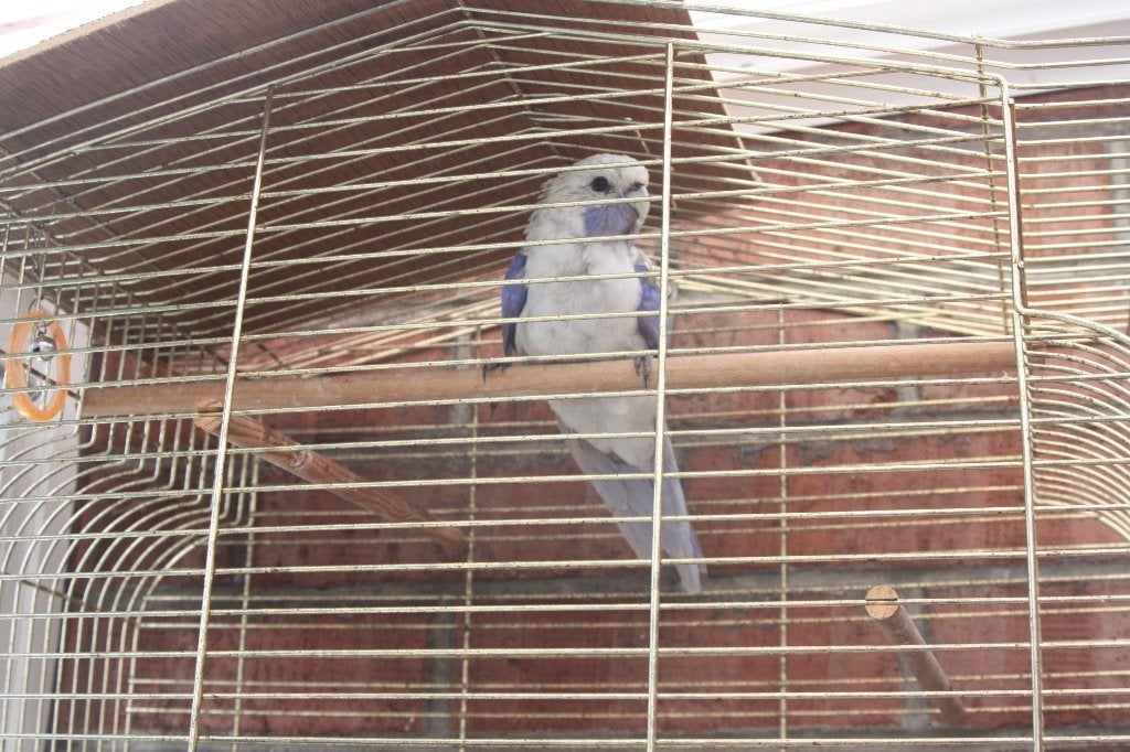 PENNANT ROSELLA, Parkiet, Geringd