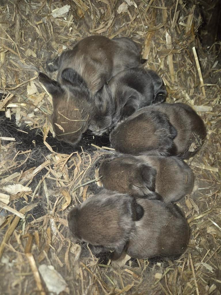 Franse hangoor baby´s, Dieren en Toebehoren, Hangoor