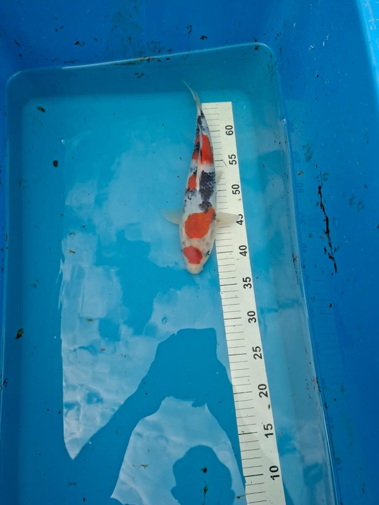 Japanse koi sanke, Karper of Koi