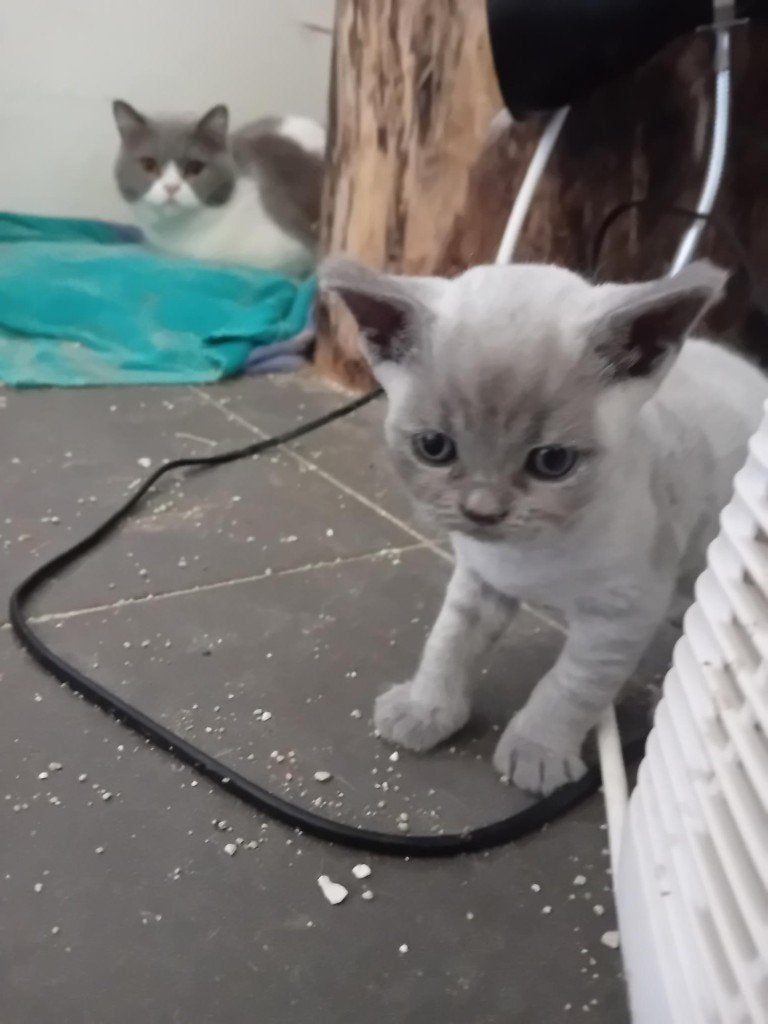 Brits korthaar kitten stamboom-kampioenenlijn, Dieren en Toebehoren, Katten en Kittens | Raskatten | Korthaar, Kater, 0 tot 2 jaar
