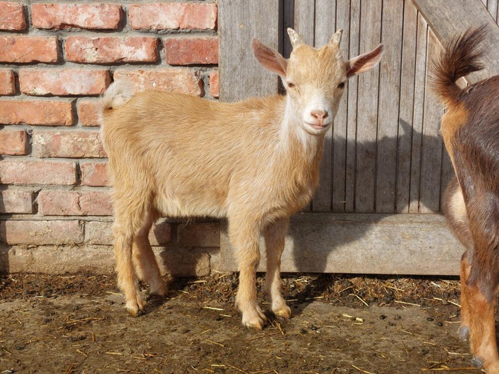 Camel schimmel bok., Mannelijk, Geit, 0 tot 2 jaar