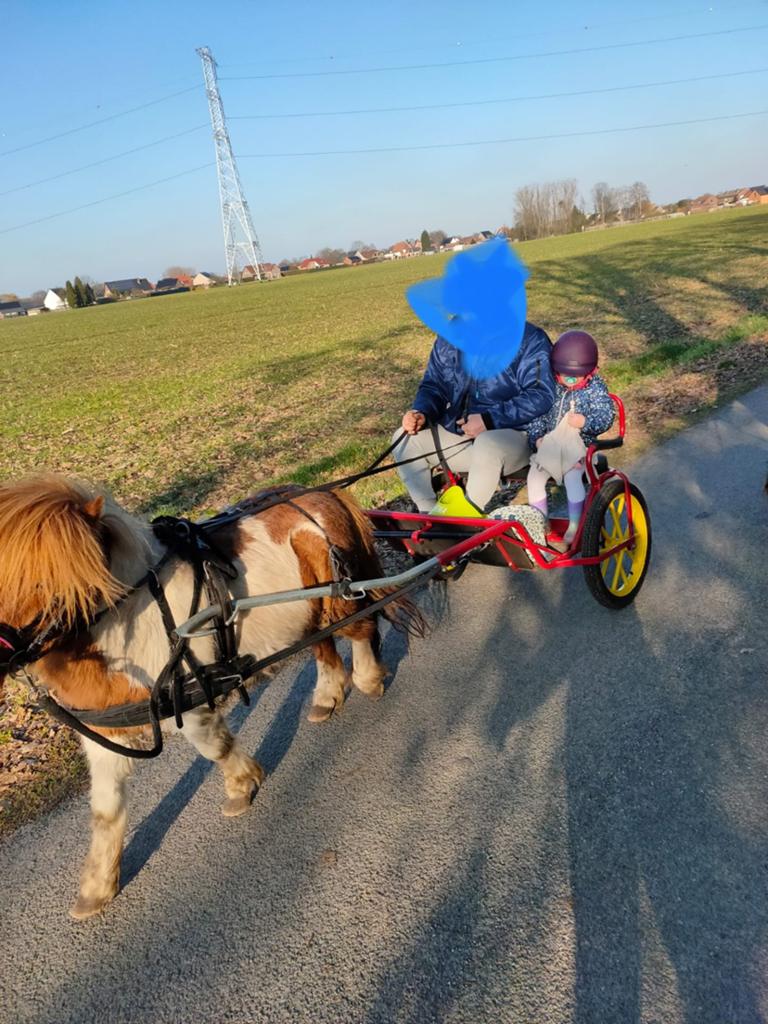 Sulky met tuig voor shetlander, Sulky
