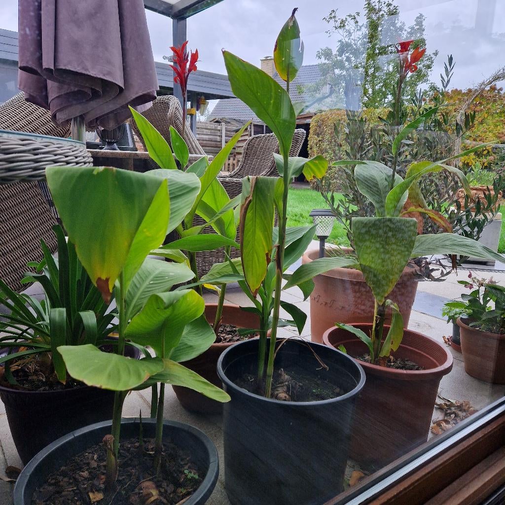 canna's rood, Tuin en Terras, Ophalen