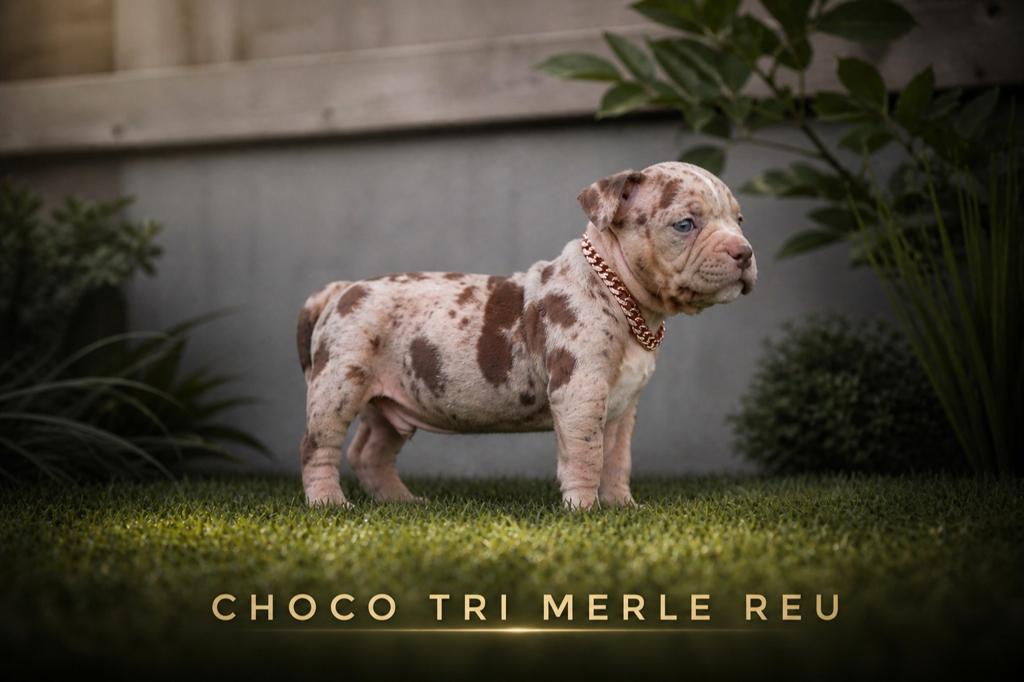 Knappe American bully pocket pups, Dieren en Toebehoren, Honden | Bulldogs, Pinschers en Molossers, België, 8 tot 15 weken, Parvo