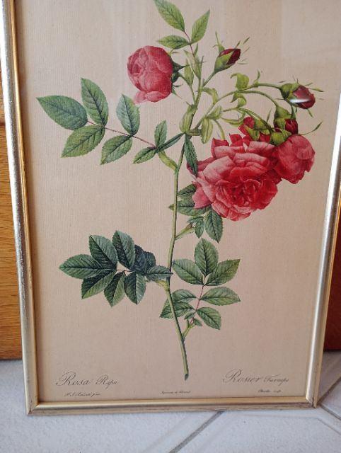Litho rozen van P.J. Redouté, Ophalen, 36 cm, Schilderij, Rood