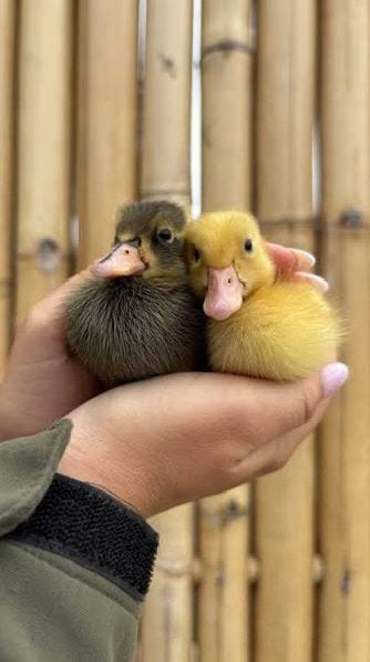 Indische loopeend kuikens, Dieren en Toebehoren