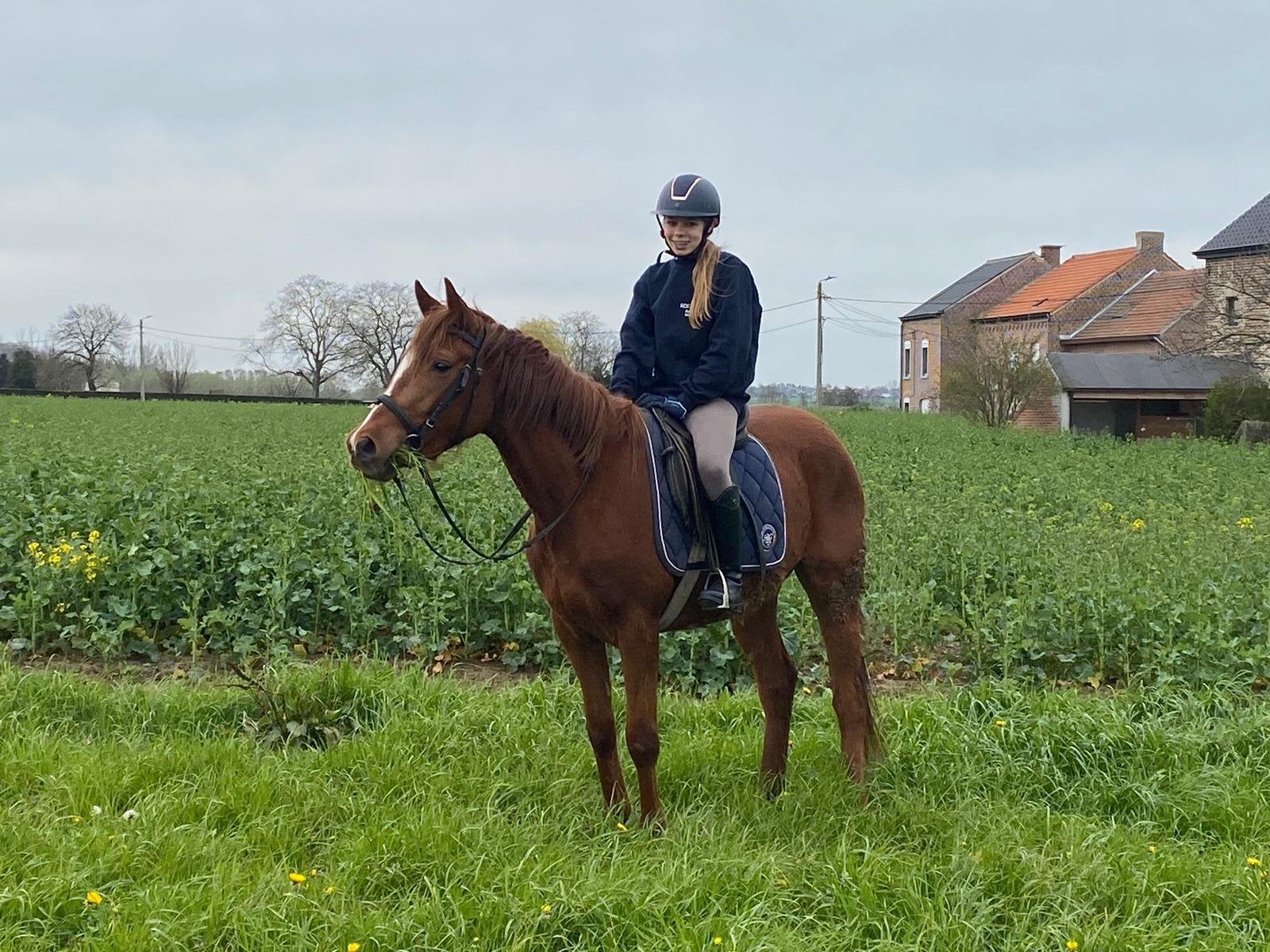 Mooie franse draver, Merrie