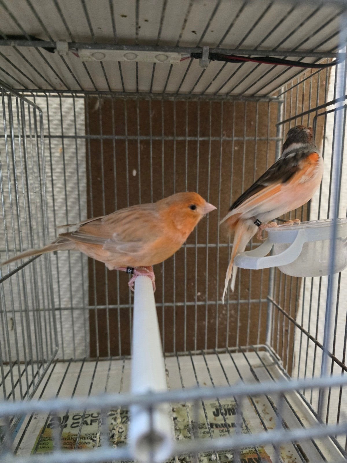 Couple canari 35€