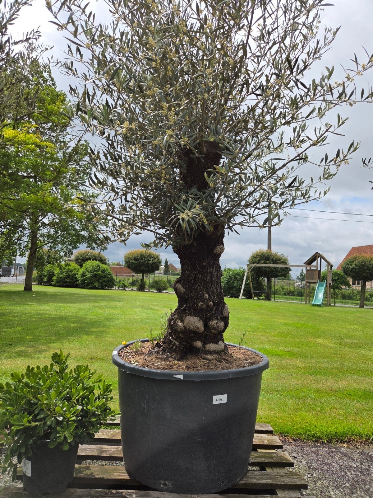Olijfboom Olea Europaea met oude grillige stam, Jardin & Terrasse, Plantes | Arbres, Olivier, Enlèvement