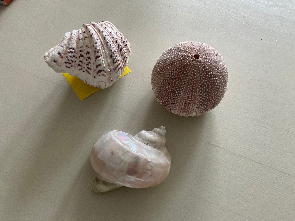 Zeeschelpen en natuurstenen, Enlèvement, Coquillage(s)