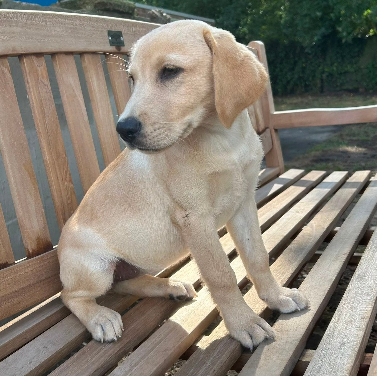 Speels, lief labrador teefje met Vlaams stamboom, België, 8 tot 15 weken, Teef, Labrador retriever