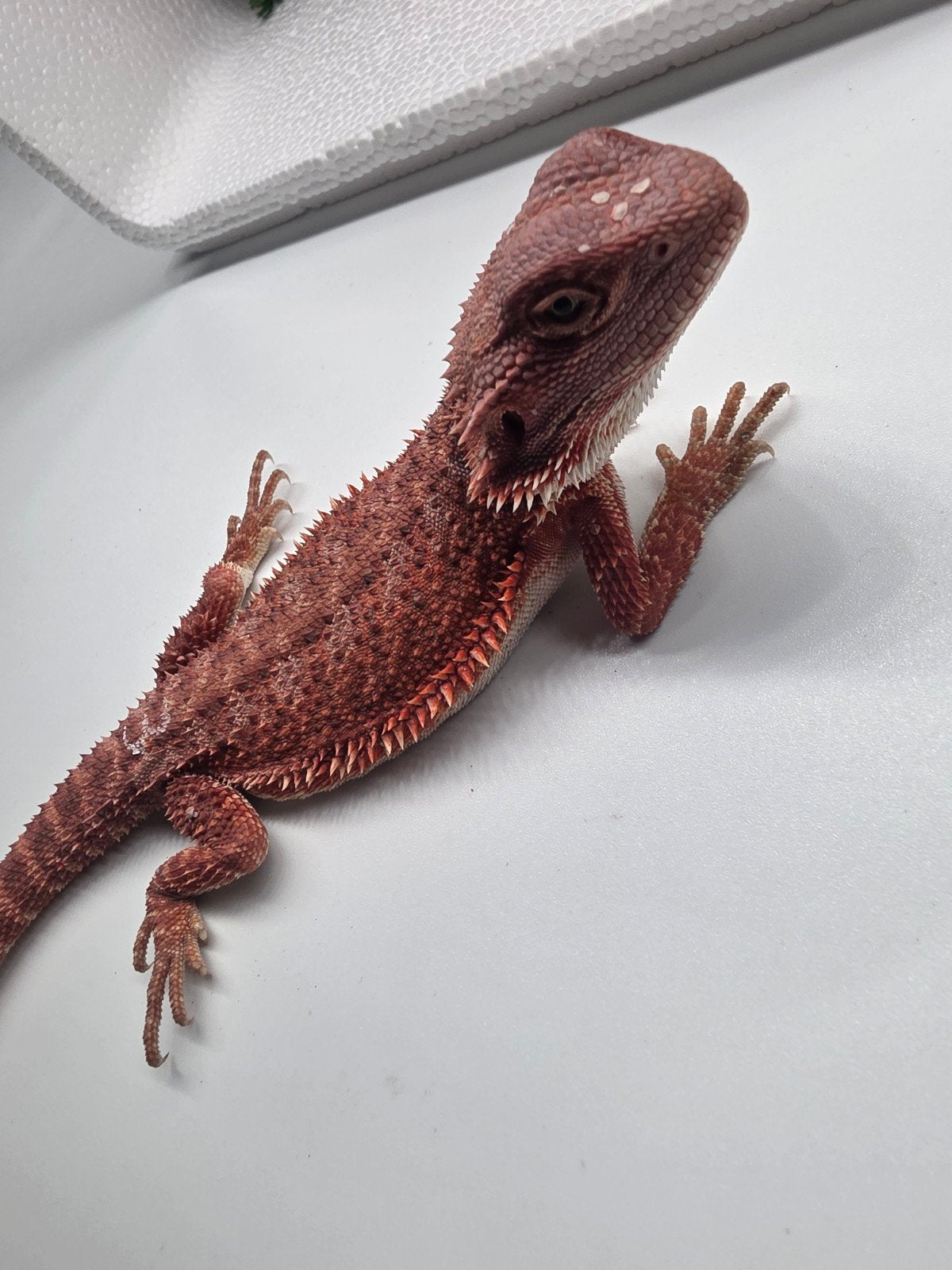red monster, hypo, vrouw