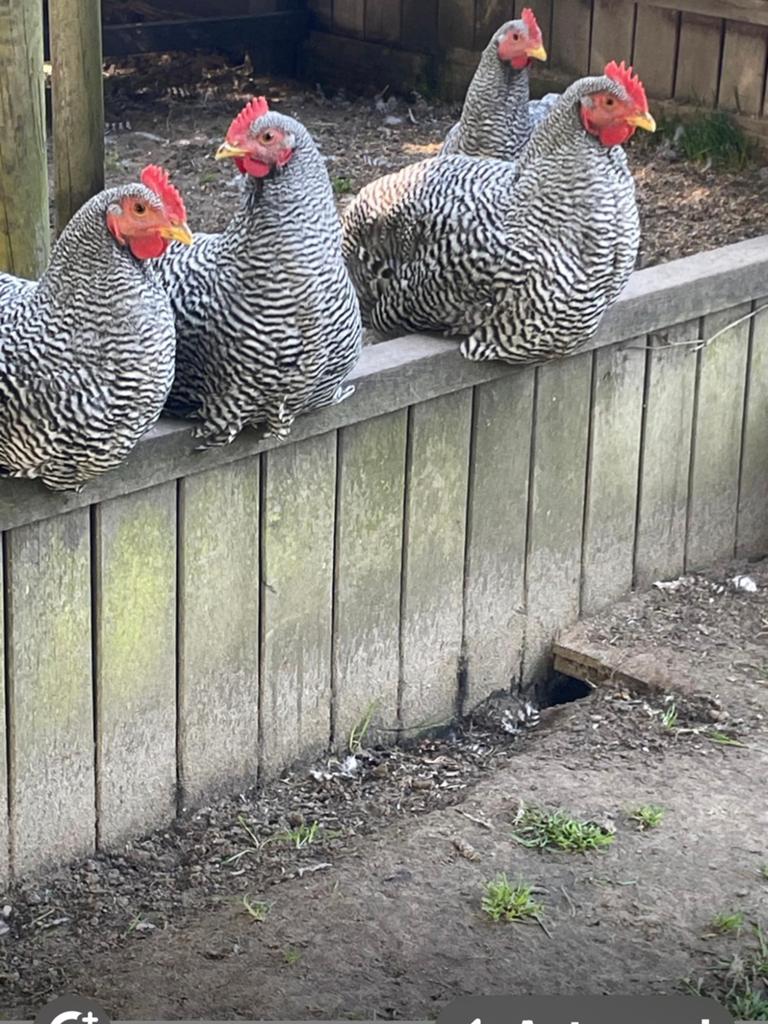 Amrockhanen, Dieren en Toebehoren, Mannelijk, Kip
