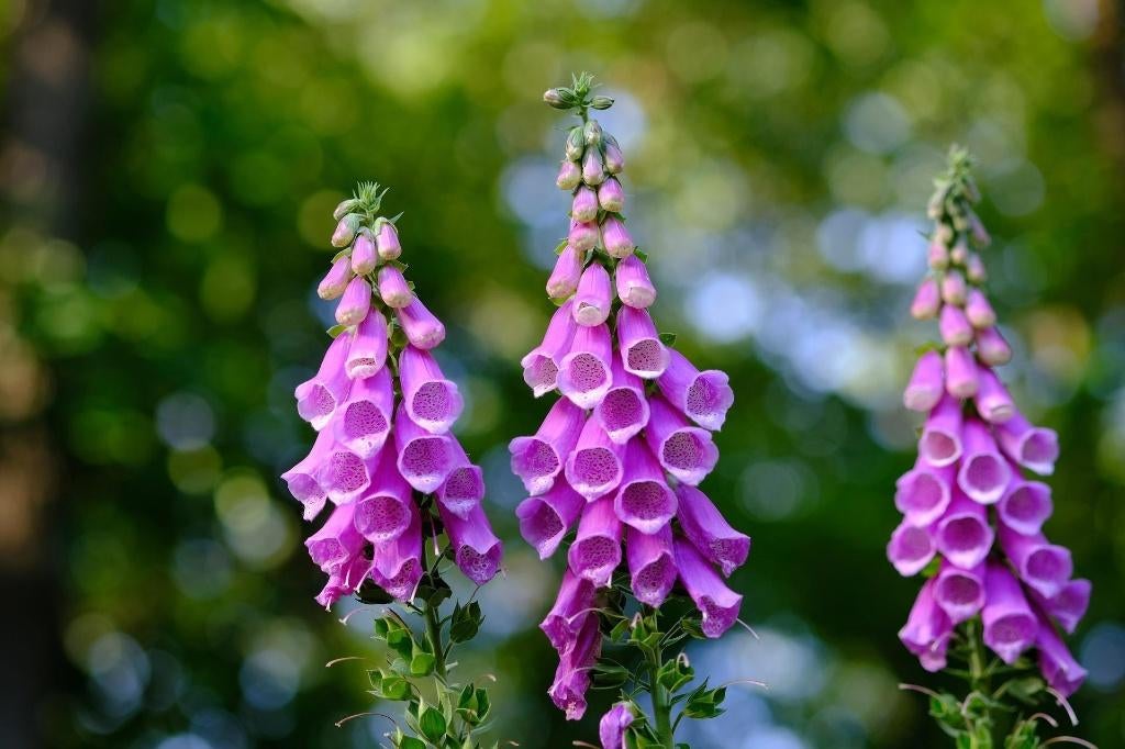 digitalis of vingerhoedskruid in pot  prairytuin of border, Ophalen, Vaste plant