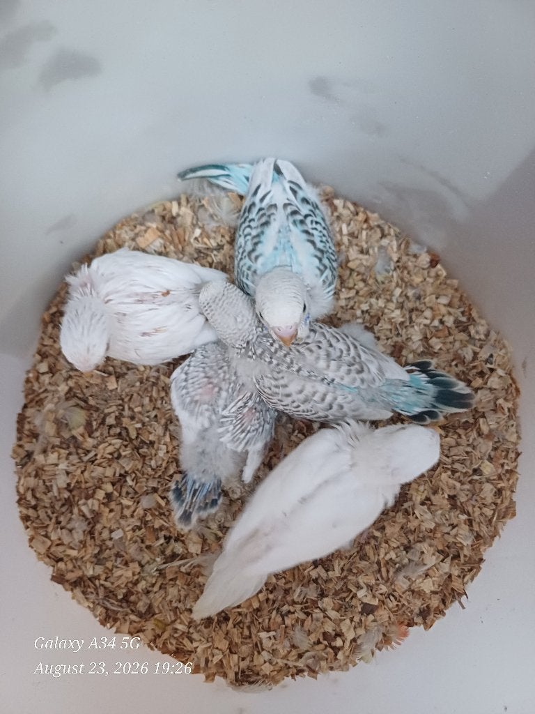 perruches ondulées pour eam, Animaux & Accessoires, Oiseaux | Perruches & Perroquets, Perruche, Domestique