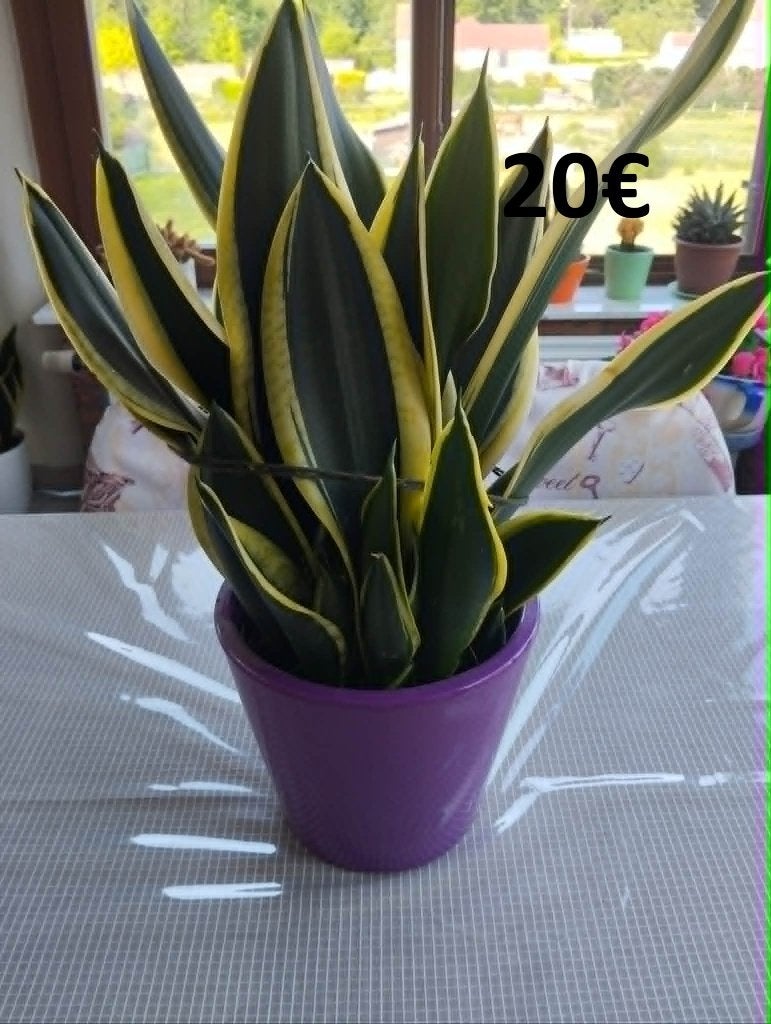 Kamerplant in de taal van de schoonmoeder, Groene kamerplant, Ophalen, Overige soorten, Minder dan 100 cm