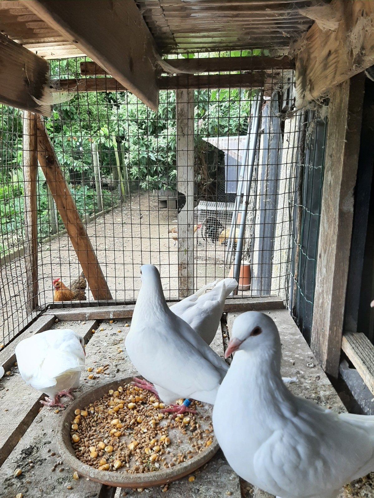 Witte duiven zie beschrijving, Meerdere dieren, Postduif