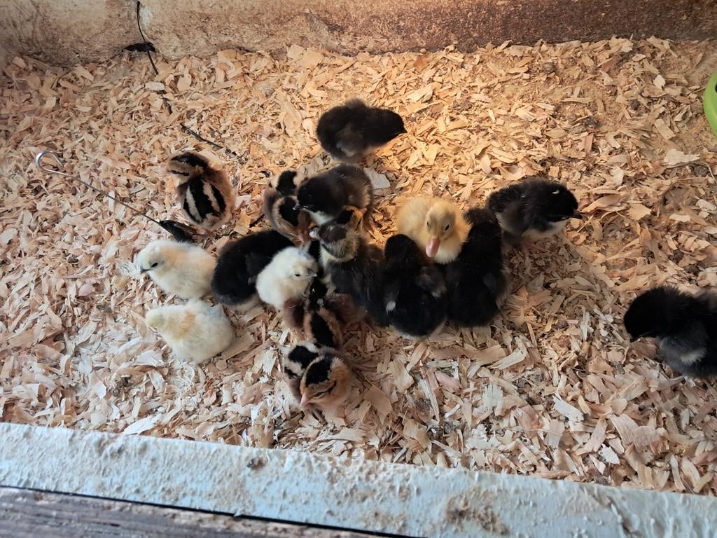 Poussins araucana et brahma, Enlèvement