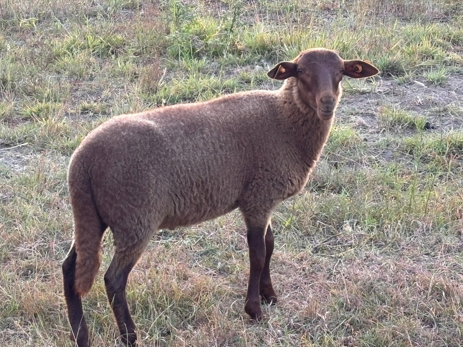 Ardense voskop ramlam