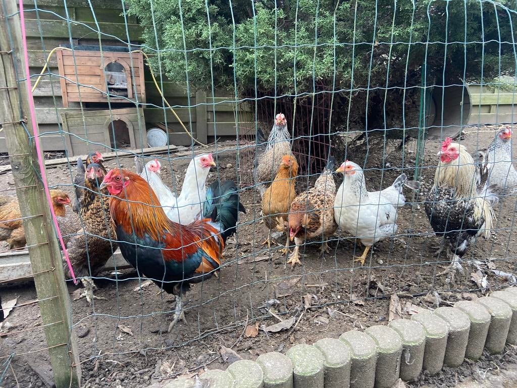 Krielkippen, Dieren en Toebehoren, Meerdere dieren, Kip