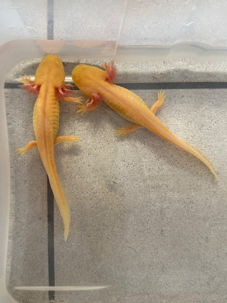 Golden albino axolotls, Animaux & Accessoires