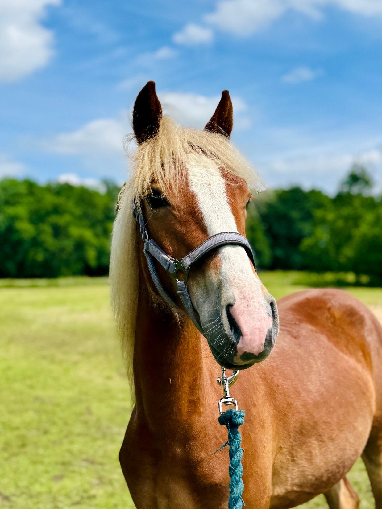 BRP jaarling merrie, Animaux & Accessoires, Poneys, Avec puce électronique, Poney D (1.37 m à 1.48m), Ne s'applique pas, 0 à 2 ans