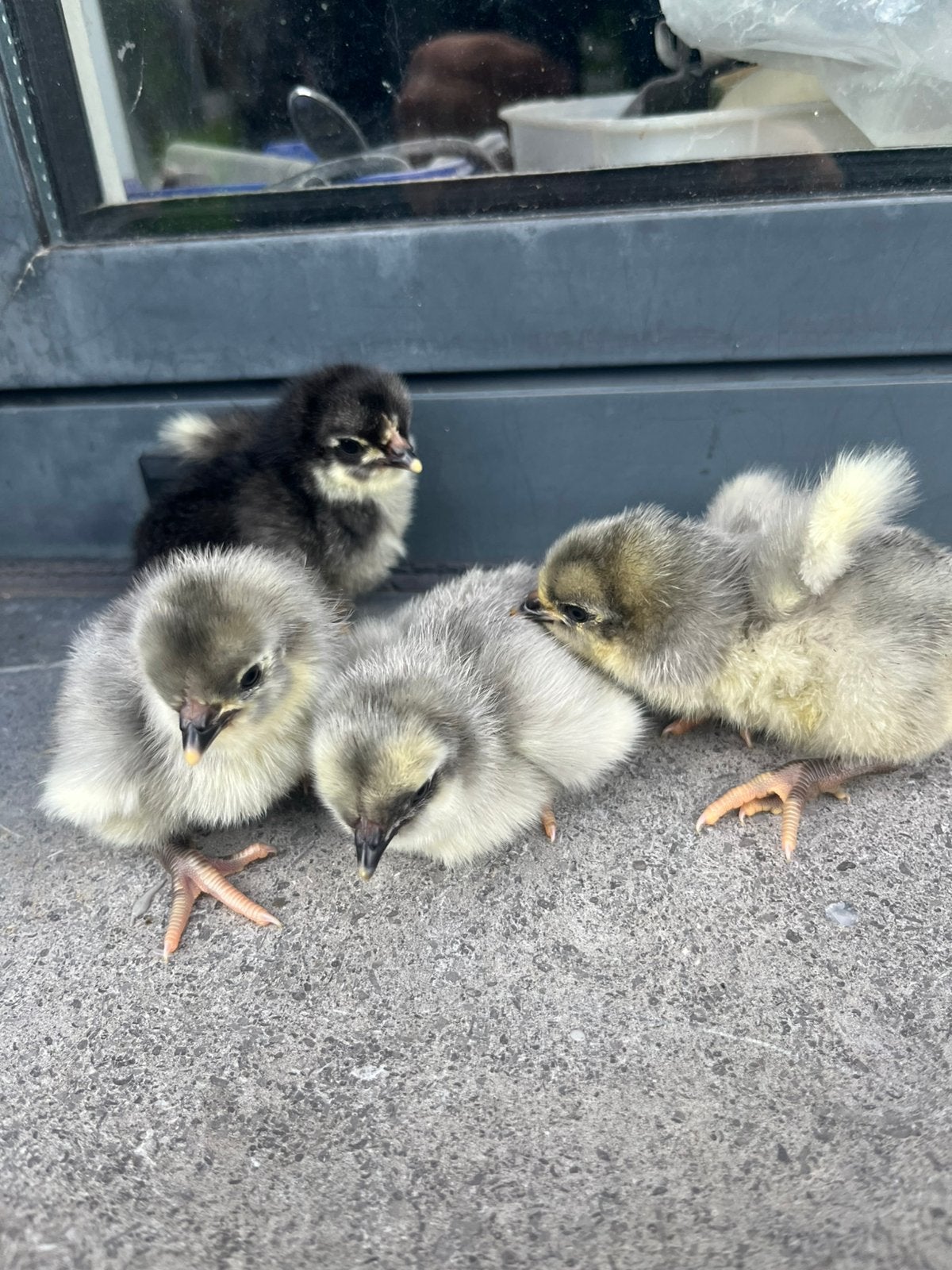 Orprion kuikens, Dieren en Toebehoren, Pluimvee