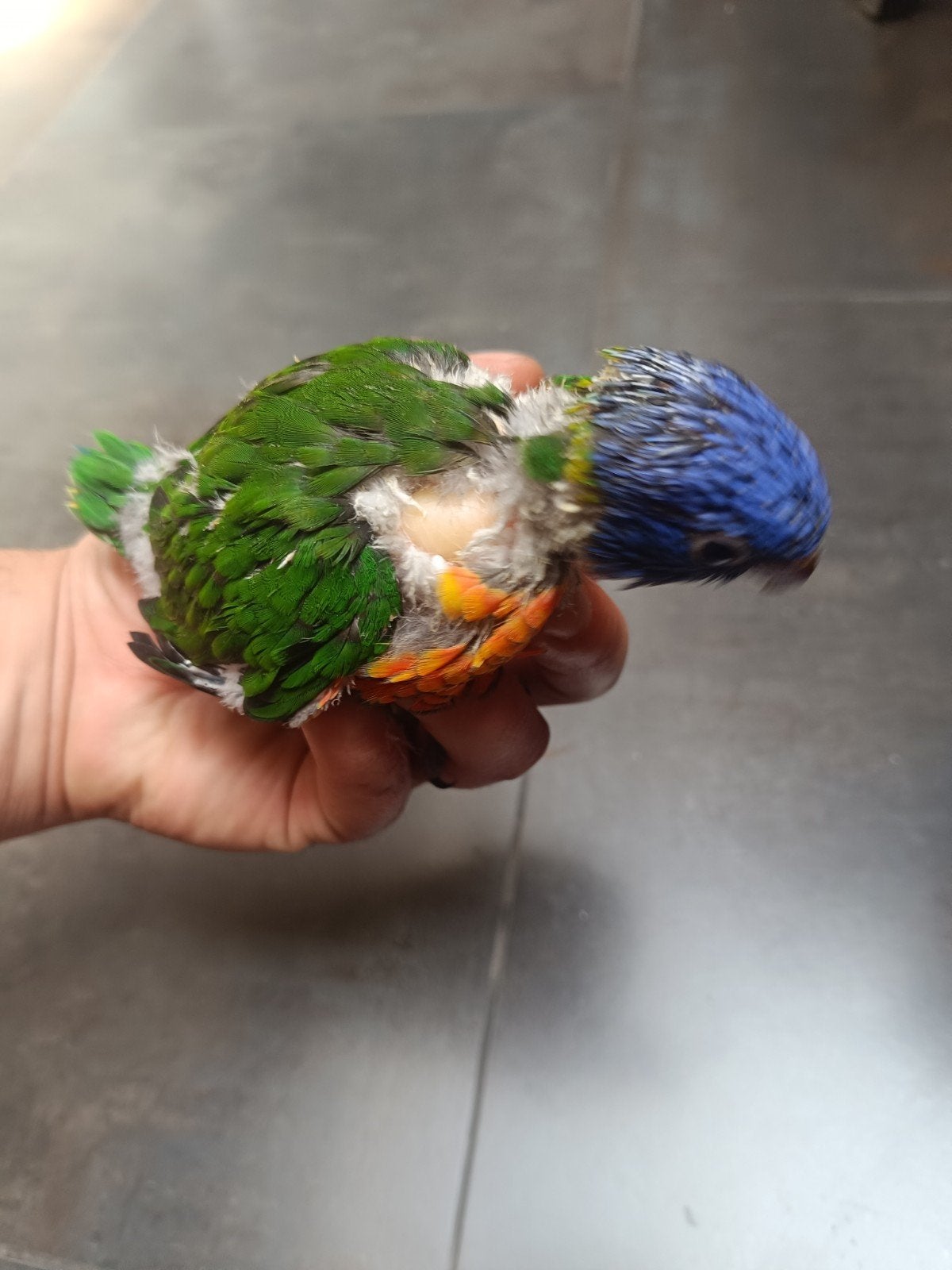 Lori van de blauwe bergen , tamme baby's beschikbaar, Dieren en Toebehoren, Vogels | Parkieten en Papegaaien, Geslacht onbekend