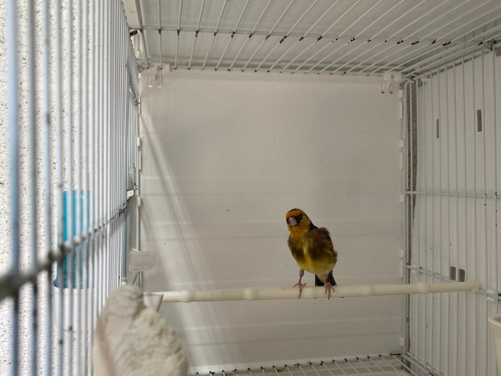 Chardonneret jaune, Mâle