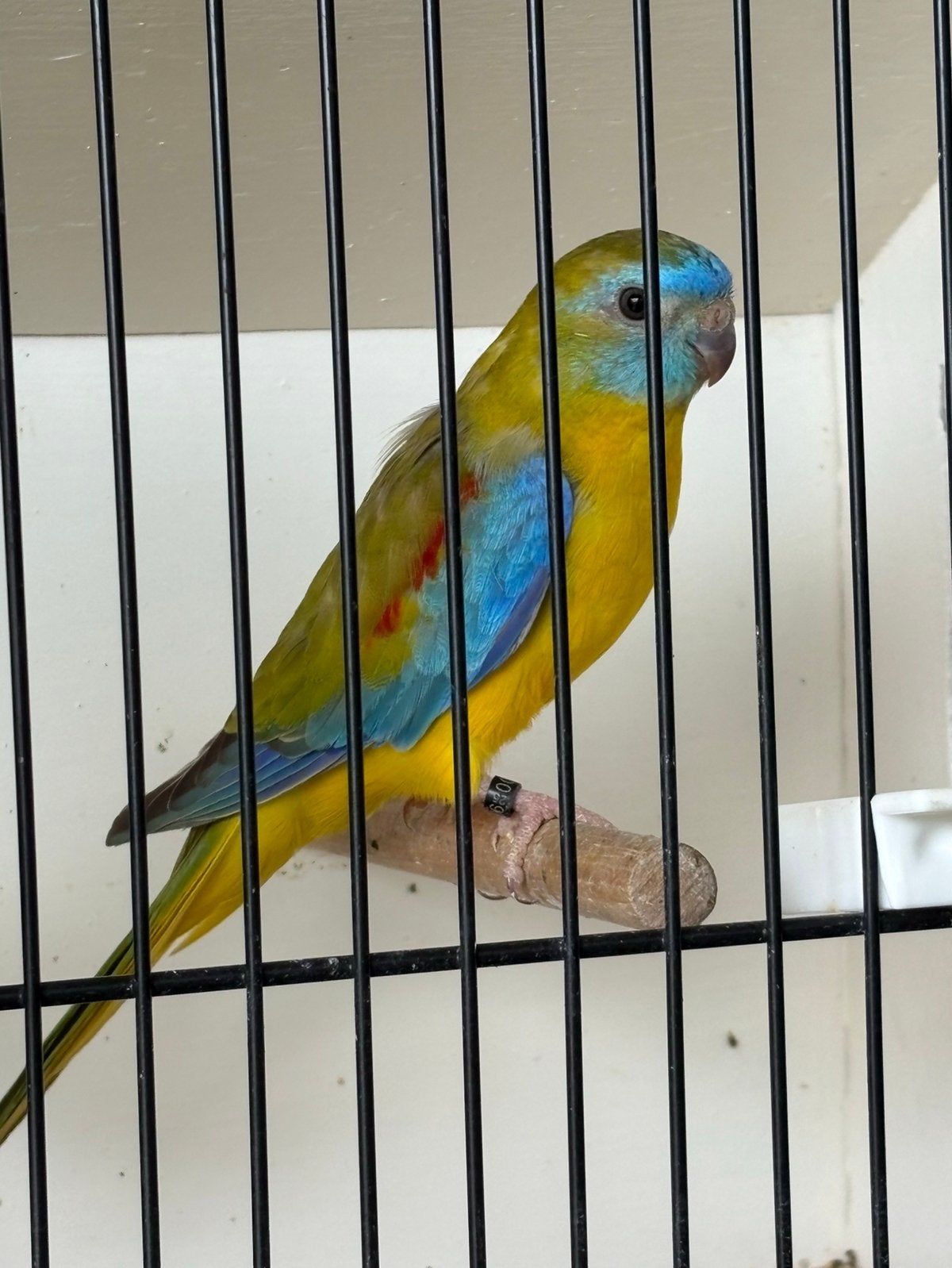 Koppel Turquoisine Cinnamon 2025, Meerdere dieren, Parkiet, Geringd