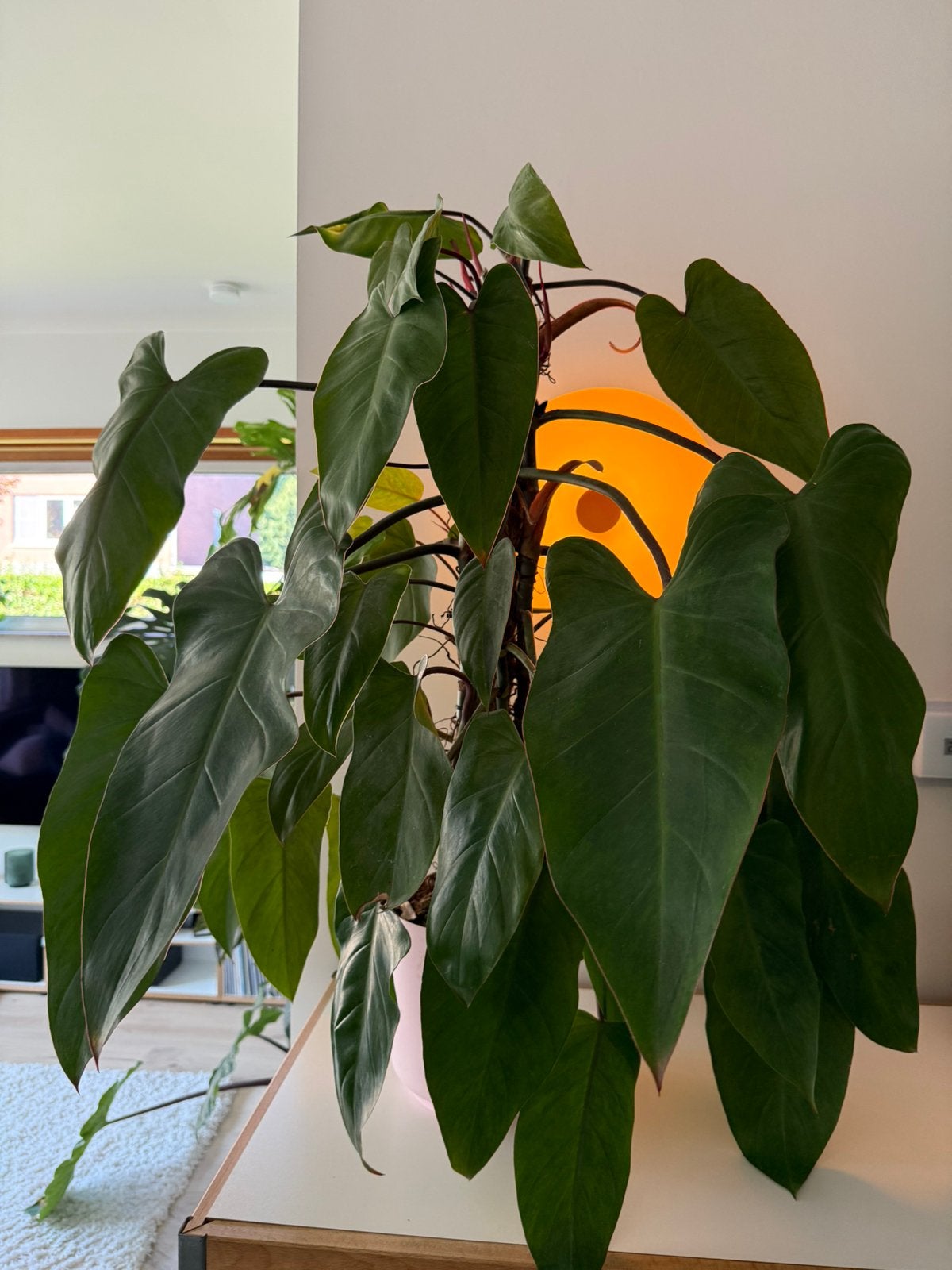 Philodendron MeDiSa (zoals painted lady) XXL 80cm, Huis en Inrichting, Ophalen, Overige soorten, Halfschaduw, Minder dan 100 cm