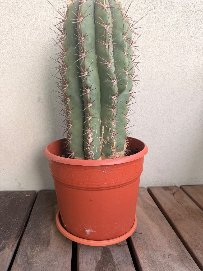 2 Supermooie cactussen, Maison & Meubles, Plantes d'intérieur, Enlèvement, Cactus, Ombre partielle, Moins de 100 cm