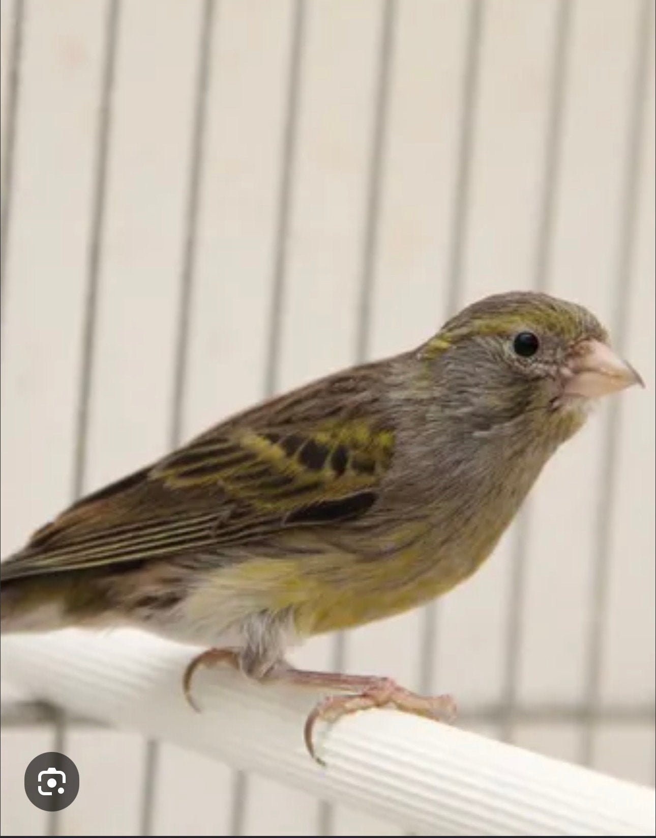 Canari raza espagnol, Mâle, Canari chanteur