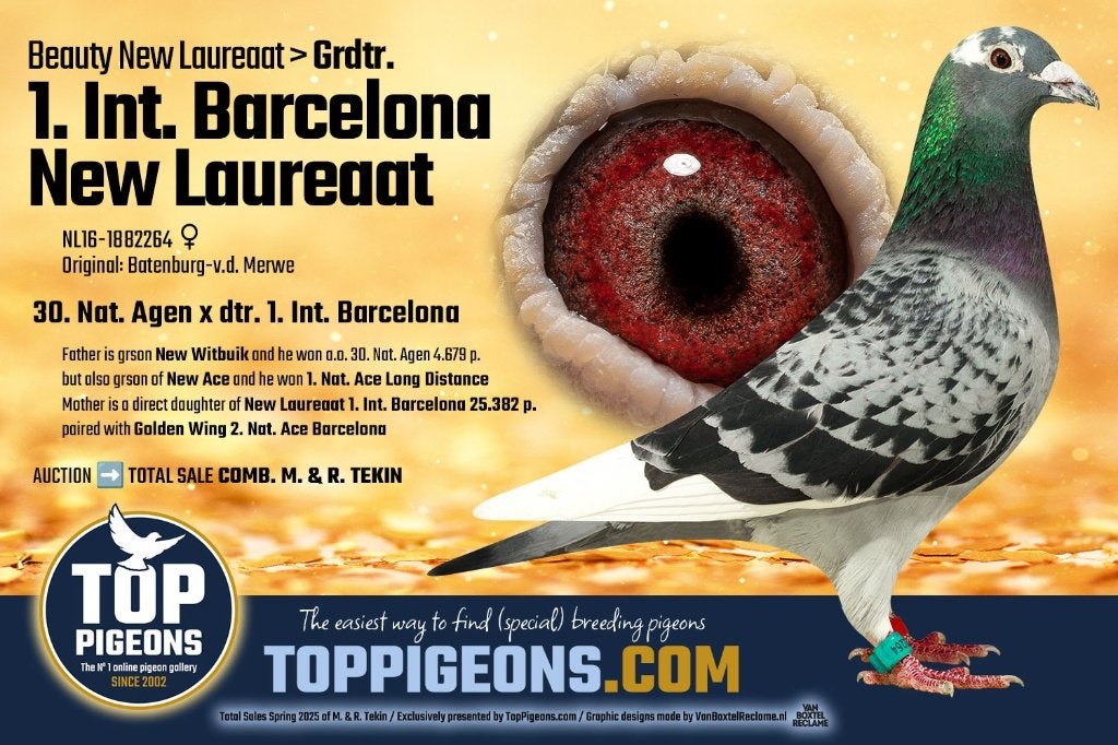 Postduiven Batenburg vd Merwe duivin, Dieren en Toebehoren, Vogels | Duiven, Vrouwelijk, Postduif