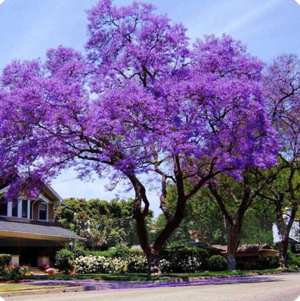 Paulownia tomentosa jonge bomen, Ophalen, In pot