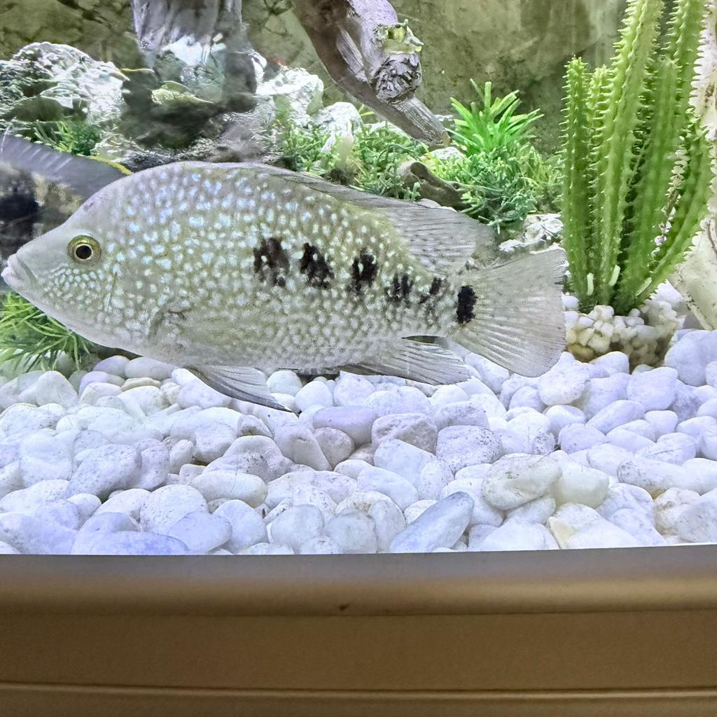 Cichlides blues Texas