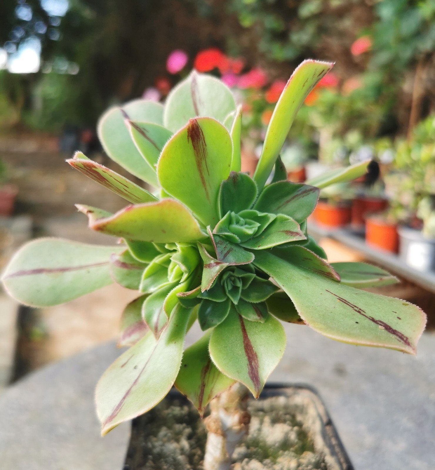 Plante succulente sur tige - Aeonium Leucoblepharum, Jardin & Terrasse, Plantes | Jardin, Autres espèces, Ne fleurit pas, Enlèvement