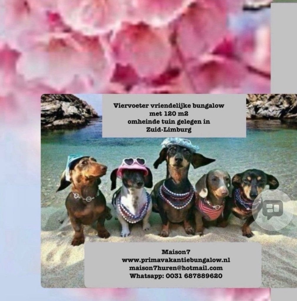 Hond gratis mee op vakantie Zuid-Limburg omheinde bungalow, Dieren en Toebehoren, Ophalen